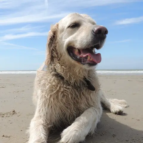 Un chien sur la plage